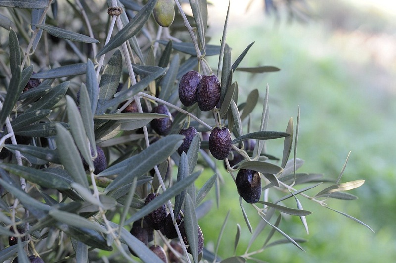 Old Olives on the tree