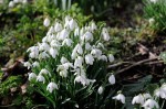 Snowdrops in The Lawns